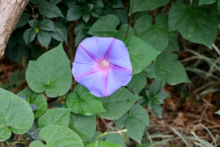 牵牛花