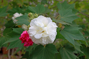 白色木芙蓉花