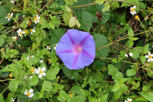 牵牛花