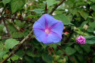 牵牛花