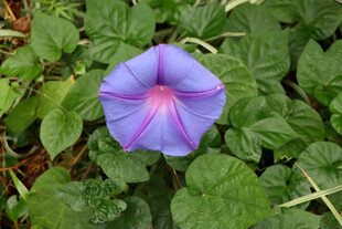 牵牛花