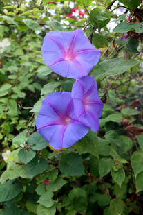 牵牛花