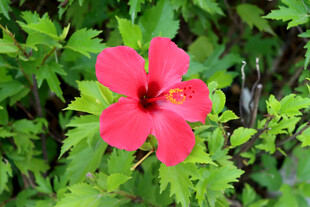 扶桑花