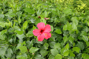 扶桑花