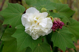 白色木芙蓉花