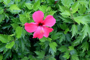 扶桑花