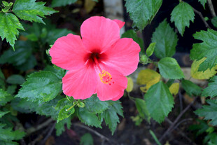 扶桑花
