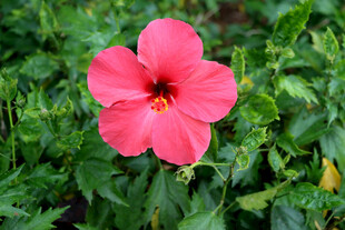 扶桑花