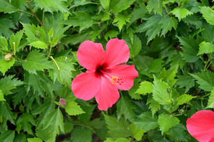 扶桑花
