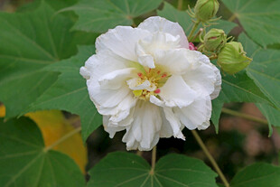 白色木芙蓉花