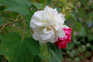 白色木芙蓉花