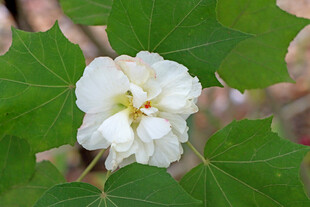 白色木芙蓉花