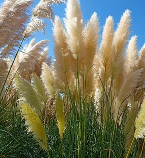 芦苇