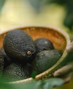 牛油果