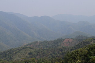 茶山 茶叶 大树茶 风景
