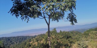 茶山 茶叶 大树茶 风景