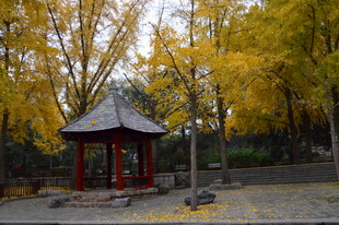 公园风景  