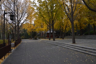 公园风景  