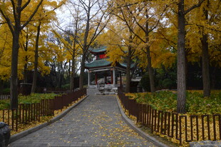 公园风景 