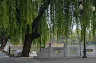 公园风景  