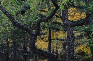 陶然亭风景 