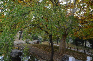公园风景 