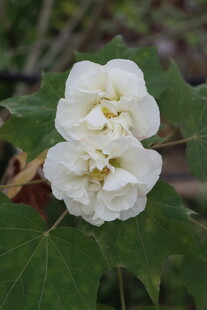 白色木芙蓉花