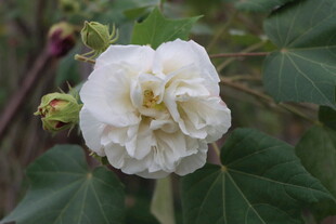 白色木芙蓉花