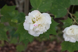 白色木芙蓉花