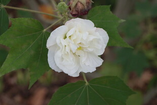 白色木芙蓉花