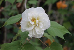 白色木芙蓉花