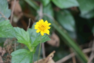 黄色野菊花