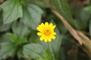 黄色野菊花