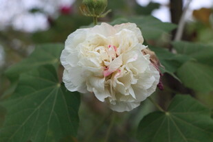 白色木芙蓉花