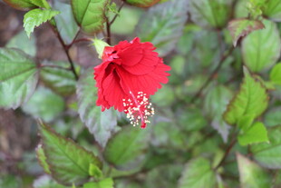 扶桑花