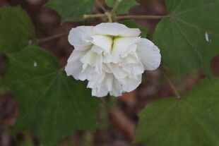 白色木芙蓉花