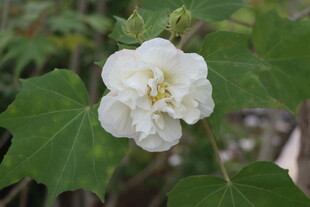 白色木芙蓉花