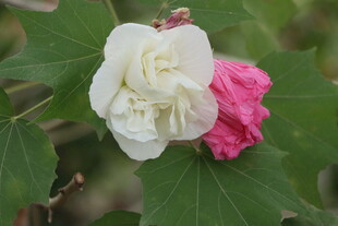 白色木芙蓉花
