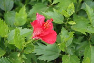 扶桑花