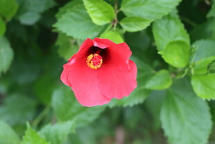 扶桑花