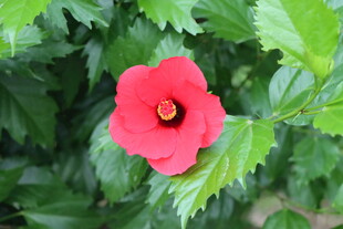 扶桑花