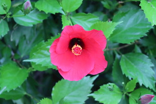 扶桑花