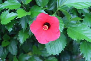 扶桑花