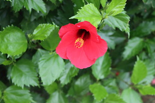 扶桑花