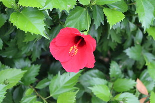 扶桑花