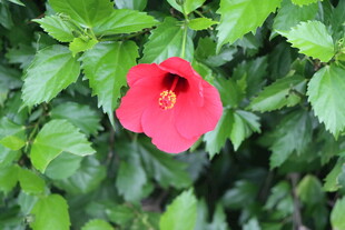 扶桑花