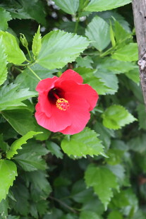 扶桑花