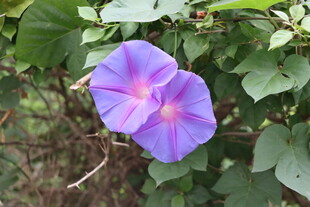 牵牛花