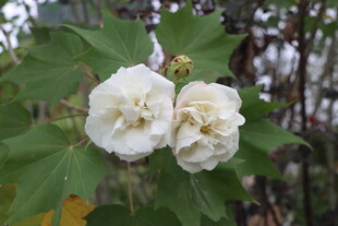 白色木芙蓉花