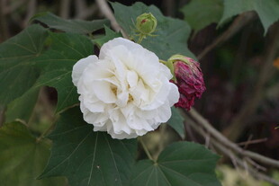 白色木芙蓉花
